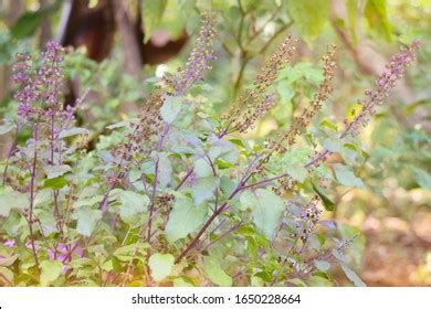 kerala tulasi|Ocimum tenuiflorum .